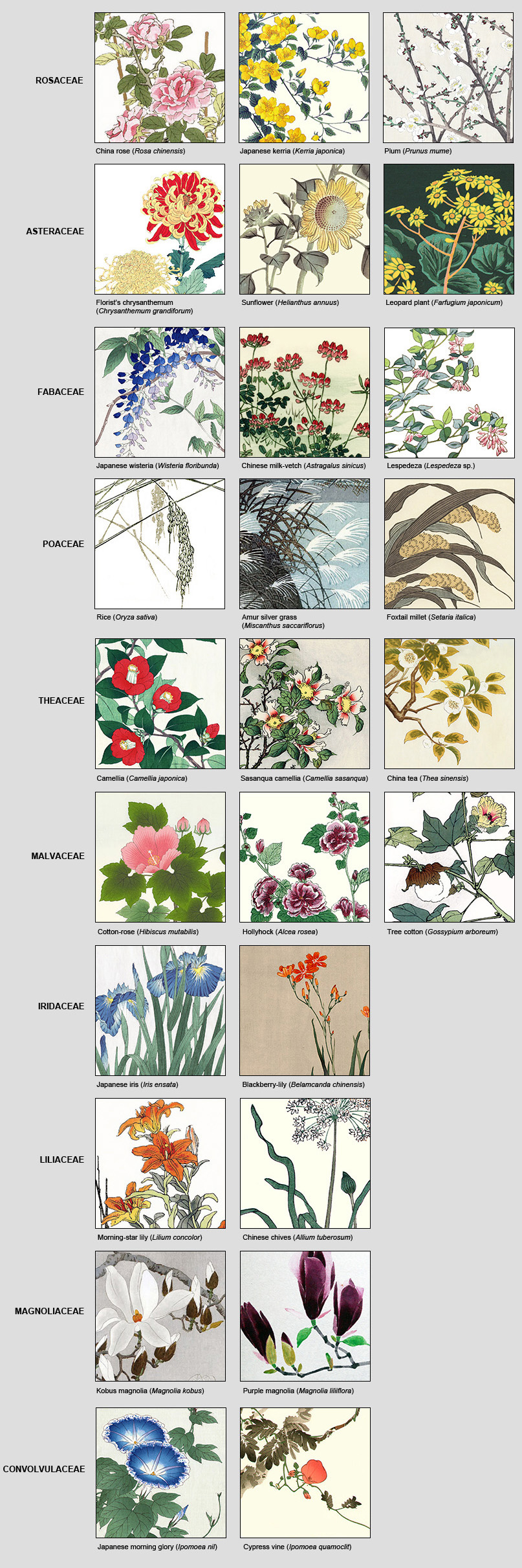 Plant Family Members